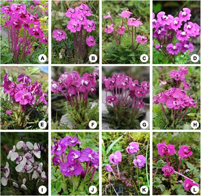 Cryptic Species Diversification of the Pedicularis siphonantha Complex (Orobanchaceae) in the Mountains of Southwest China Since the Pliocene